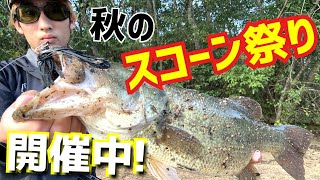 【バス釣り】釣り過ぎてごめんなさい… 秋のスコーンリグがヤバ過ぎた!  レイドジャパン ヘッドスライド×フルスイング  検)スイムジグ スイミングジグ シャッドテール