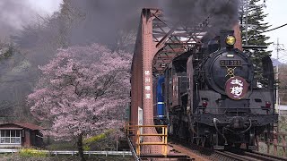 桜満開！と蒸機「SL大樹」C11 325　東武鉄道