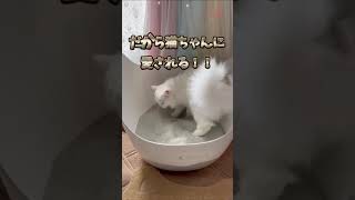 RAGDOLLプレミアムサンド　使い心地   #猫砂 #cat