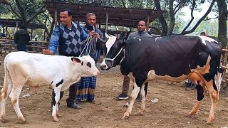 @আজ ২০/১২/২৪ | উন্নত জাতের দুধের গাভী ও বাছুর গরুর দাম |আমবাড়ী হাট |দিনাজপুর