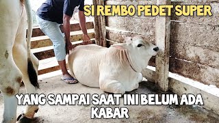 Pedet super si rembo sampai saat ini belum ada kabar