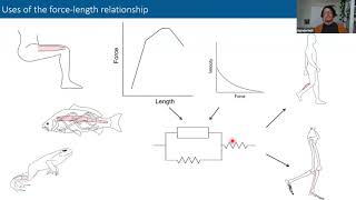 Dynamic and comparative aspects of the force-length relationship in striated muscle by Dr. N. Holt