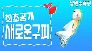 한국구피 (직접만든 새로운구피) 정원수족관만의 특별한 구피 소개합니다