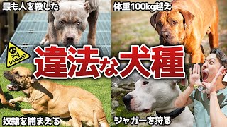 【違法犬種】世界で飼育禁止の犬4種類を解説！危険犬種法が『悪法』と言われる理由【保護犬】