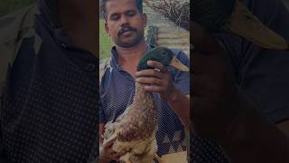 ആൺ താറാവിനെ തിരിച്ചറിയണോ 👍😂❤️#duck #chikken #home #farming @uppayumkuttyolum5651