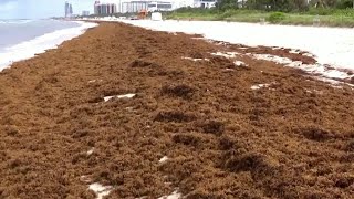 The effect stinky seaweed has on respiratory health