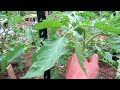 identifying u0026 understanding tomato suckers they produce flowers u0026 fruit two minute trg tips