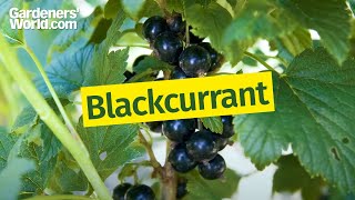 Why won't my blackcurrant flower or fruit?