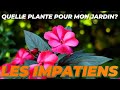 LES IMPATIENS DE NOUVELLE GUINÉE - Quelle Plante Pour Mon Jardin ?