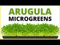 How To Grow Arugula Microgreens Step By Step Tutorial