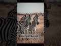 stripes are nature’s masterpiece. zebra wildlife nature africansavannah animalkingdom animals