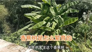 香蕉树没有公母之分，它是怎么繁育后代的。