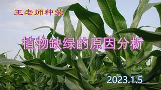 王老师种菜：植物缺绿的原因分析