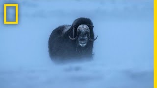 Watch Musk Ox Battle One of the Harshest Climates on the Planet | Short Film Showcase