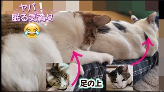 太もも上で尻尾じゃらしする猫を落としてみた　A cat playing with its tail on its owner's feet.I tried dropping it.