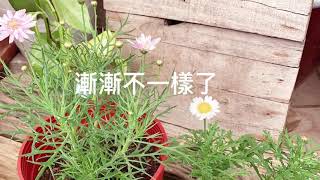 【莎莉農園--花與香草🌿】瑪格麗特