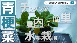 青梗菜（チンゲン菜）の水耕栽培！栽培方法と成長記録をまとめてみた。