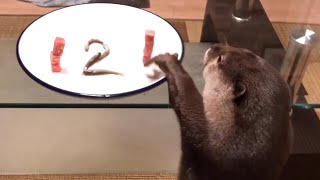 カワウソさくら 2歳の誕生日！お祝いをしたよ！ Otter 2nd birthday