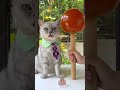 How Chef Cat Makes the BIGGEST Lollipop in the World!🍭| Cat Cooking Food | Cute Cat TikTok #Shorts