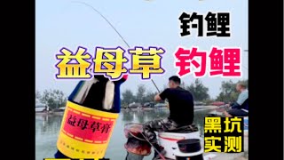 黑坑实测益母草开饵钓鲤鱼散炮肉夹馍孔雀羽浮漂