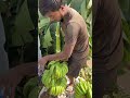 banana loading gujarat to delhi farming fruit agriculture youtubeshorts