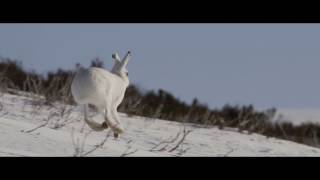 Sullivan's Winter - An Off-Peak Exploration Of Wild Scotland (Full Film)