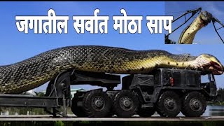 जगातील सर्वात मोठा साप | सर्वात मोठ्या सापाची कहाणी |The largest snake in the world | Searchमराठी