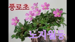 [풍로초노지월동세번째영상]야생화/풍로초키우기/노지풍로초/풍로초겨울나기/풍로초노지월동