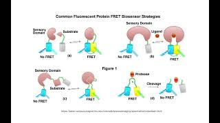 FRET in action! Förster/Fluorescent Resonance Energy Transfer examples & interpretation