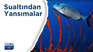 Sualtından Yansımalar - Sudaki İzler | beIN İZ Belgesel