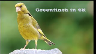 Greenfinch up close in 4K