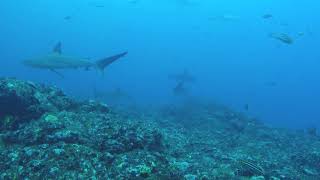 ハンマー・カマストガリザメの群れ…トビウオg　2019.06.13の神子元島。