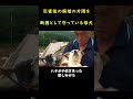 飼い主を救うため、我が子を失った母犬！