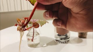 Let Pot Up Some Rex Begonia Propagations - Into Acrylic \u0026 Sphagnum