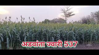 advanta jowar 537 how to advanta hybrid jowar अडवांटा ज्वारी #liveshetkari