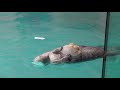 ラッコのキラちゃん、13歳のお誕生日にケーキをもらう 【ラッコのメイちゃんとキラちゃん】sea otterr”may and kira