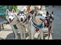 Taking FOUR Huskies to Mackinac Island