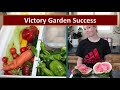 secrets to growing a successful victory garden