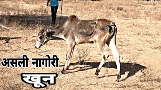 pure Nagori ox  2021 || Nagaur mela || Rajisthan || super hit Nagauri calf