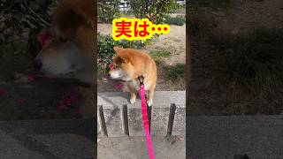 【ちゃちゃ丸】窮屈な座り方の柴犬 #shorts