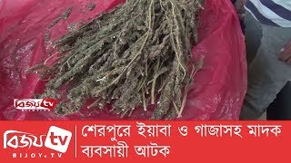 শেরপুরে ইয়াবা ও গাজাসহ মাদক ব্যবসায়ী আটক