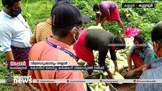 പാട‌ത്തിറങ്ങി പച്ചക്കറി വിളവെടുത്ത് കണ്ണൂരിലെ ഡിവൈഎഫ്ഐ പ്രവർത്തകർ| DYFI's helping hands to farmers