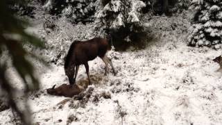 Elgjakt på Øygardkjølen 2013