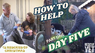 Ways to help rescue animals this Christmas 🐾 ❤️ | DAY 5 PART ONE: 12 RESCUES OF CHRISTMAS