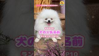 犬の人気名前ランキング🏆2024年 | 女の子のわんちゃん #犬 #雑学 #ペット