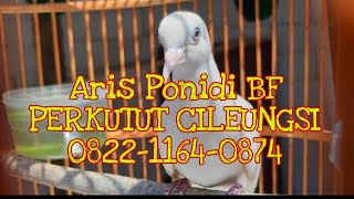 Playtube Pk Ultimate Video Sharing Website