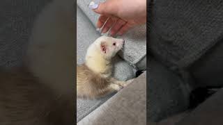 ソファをダメにするてぷ　#ferret #癒し #animals #可愛い #cute #フェレットのいる生活 #pets #ペット #かわいい #小動物 #フェレット