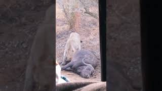 Lion crunch a dead buffalo #shorts #wildlife