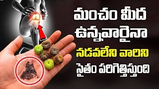 మోకాళ్ళ, కీళ్ల నొప్పులు ఈ చిట్కాతో పత్తా లేకుండా పోతాయి | KneePains Ayurveda Remedies |Atibala Plant