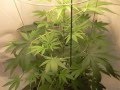 CFL Closet Grow